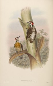 Iyngipicus ramsayi = Dendrocopos ramsayi ramsayi door John Gould